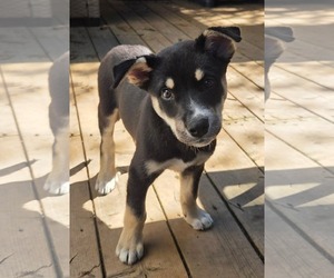 Gerberian Shepsky Dogs for adoption in Oro Medonte, Ontario, Canada