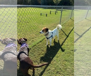 Mayo - Male Mutt Dog for Adoption - Photo #3