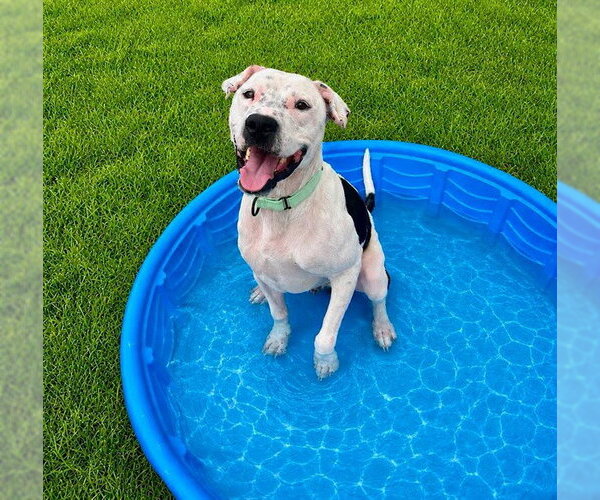 Medium Photo #3 American Pit Bull Terrier-Unknown Mix Puppy For Sale in Ocala, FL, USA