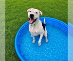 Small #2 American Pit Bull Terrier Mix