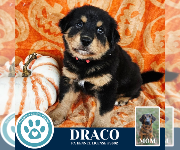 Medium Photo #3 Golden Retriever-Unknown Mix Puppy For Sale in Kimberton, PA, USA