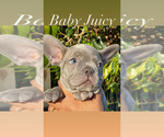 Small Photo #2 French Bulldog Puppy For Sale in APPLE VALLEY, CA, USA