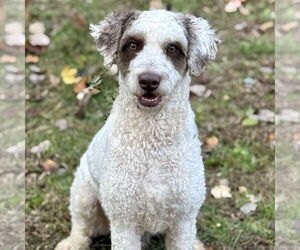 Poodle (Standard)-Unknown Mix Dogs for adoption in Cranford, NJ, USA
