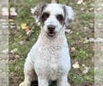 Small Poodle (Standard) Mix