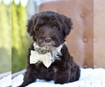 Small #2 Portuguese Water Dog