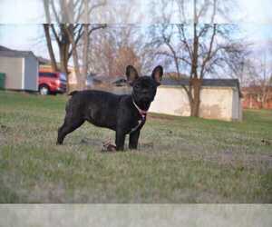 French Bulldog Puppy for sale in SHEPHERDSVILLE, KY, USA