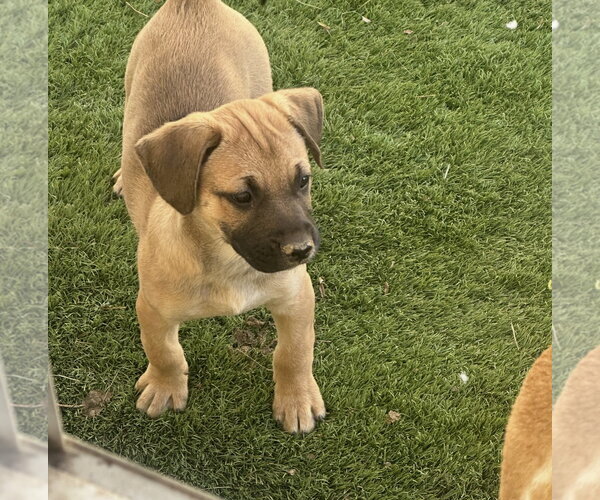 Medium Photo #1 Labrador Retriever-Unknown Mix Puppy For Sale in Ball Ground, GA, USA