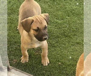 Labrador Retriever-Unknown Mix Dogs for adoption in Ball Ground, GA, USA