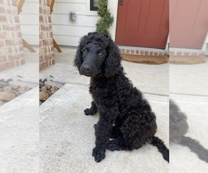 Poodle (Standard) Puppy for sale in MONTGOMERY, TX, USA