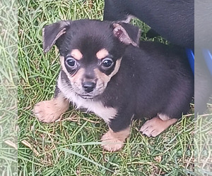 Chipin Puppy for sale in MOLALLA, OR, USA