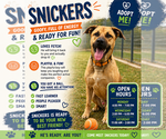 Small #5 Black Mouth Cur-Boxer Mix