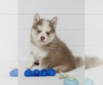 Small Photo #24 Pomsky Puppy For Sale in RAMONA, CA, USA