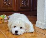 Small #4 Lhasa-Poo