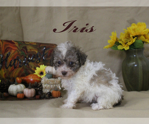 Poodle (Toy) Puppy for sale in CHANUTE, KS, USA