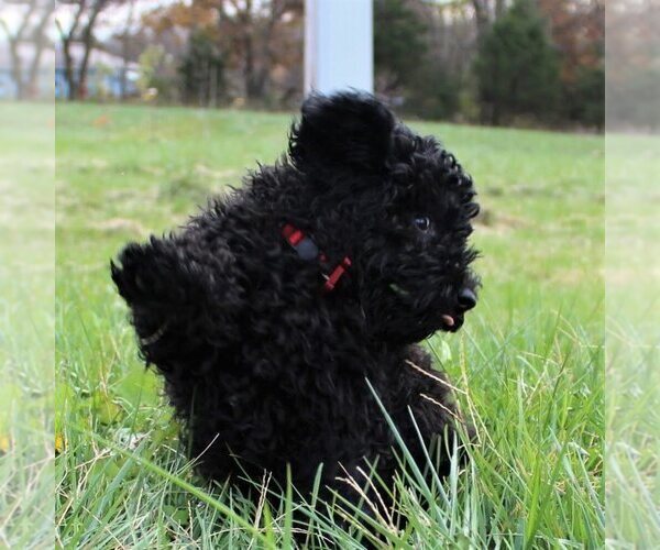 Medium Photo #9 Goldendoodle-Poodle (Miniature) Mix Puppy For Sale in HOLDEN, MO, USA