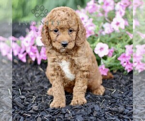 Goldendoodle (Miniature) Puppy for sale in GORDONVILLE, PA, USA