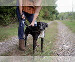 Small #5 American Pit Bull Terrier-Huskies  Mix
