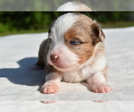 Small #6 Miniature Australian Shepherd