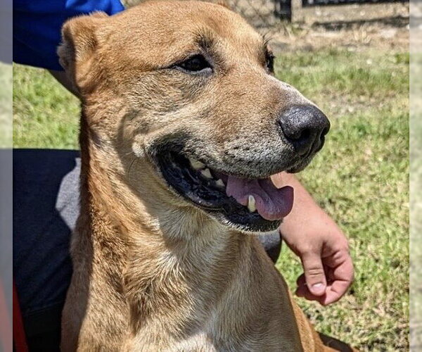 Medium Photo #3 German Shepherd Dog-Staffordshire Bull Terrier Mix Puppy For Sale in Houston, TX, USA