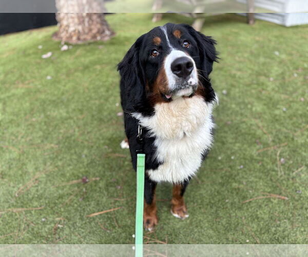 Medium Photo #2 Bernese Mountain Dog Puppy For Sale in Valrico, FL, USA
