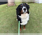 Small #1 Bernese Mountain Dog