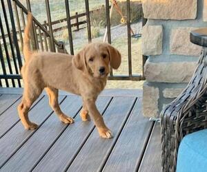 Labradoodle Puppy for Sale in CASTLE ROCK, Colorado USA