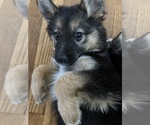 Puppy Bree German Shepherd Dog
