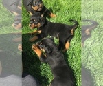 Small Photo #36 Rottweiler Puppy For Sale in OAK GLEN, CA, USA