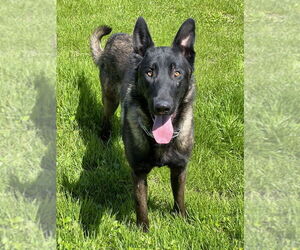 Mutt Dogs for adoption in Imlay City, MI, USA