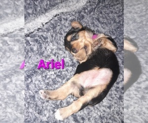 Poodle (Toy)-Yorkshire Terrier Mix Puppy for sale in SHELBY, NC, USA