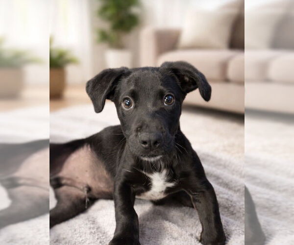 Medium Photo #18 Mutt Puppy For Sale in San Diego, CA, USA