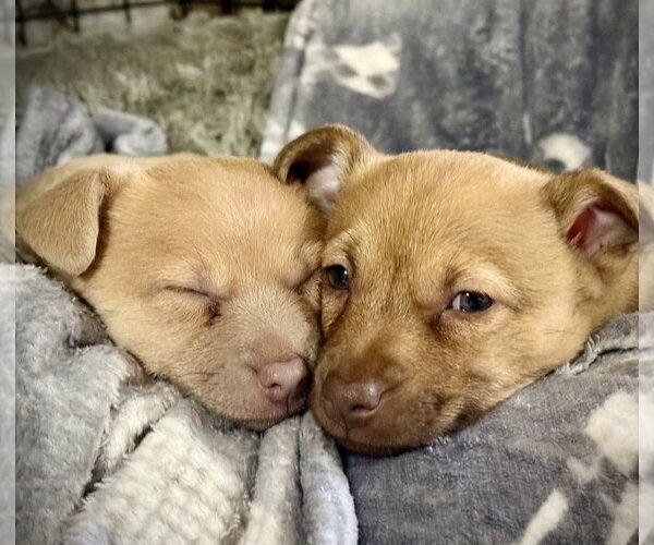 Medium Photo #3 Chihuahua-Unknown Mix Puppy For Sale in Landenberg, PA, USA