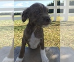 Small Photo #3 Neapolitan Mastiff-Poodle (Miniature) Mix Puppy For Sale in GOSHEN, IN, USA