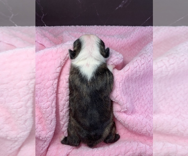 Medium Photo #85 Boston Terrier Puppy For Sale in TULARE, CA, USA