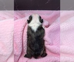 Small Photo #85 Boston Terrier Puppy For Sale in TULARE, CA, USA