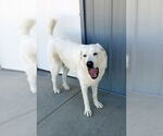 Small #3 Akbash-Great Pyrenees Mix