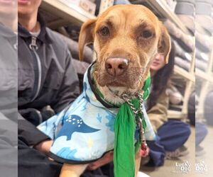 Lu Two - Female Black Mouth Cur-Labrador Retriever Mix Dog for Adoption - Photo #2