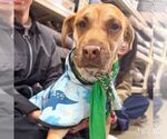 Small Photo #2 Black Mouth Cur-Labrador Retriever Mix Puppy For Sale in Washington, DC, USA