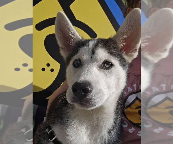 Medium Photo #3 Mutt Puppy For Sale in Candler, NC, USA