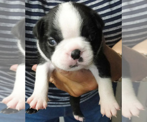 Boston Terrier Puppy for sale in MULINO, OR, USA