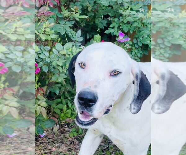 Medium Photo #4 Great Dane-Unknown Mix Puppy For Sale in Bullard, TX, USA