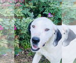 Small #3 Great Dane Mix