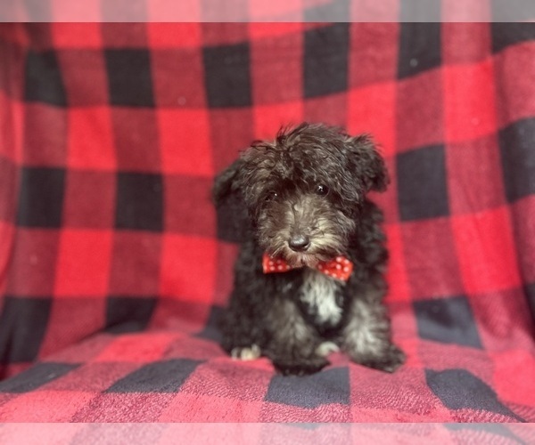 Medium Photo #2 Schnauzer (Miniature) Puppy For Sale in LAKELAND, FL, USA