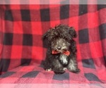 Small #1 Schnauzer (Miniature)