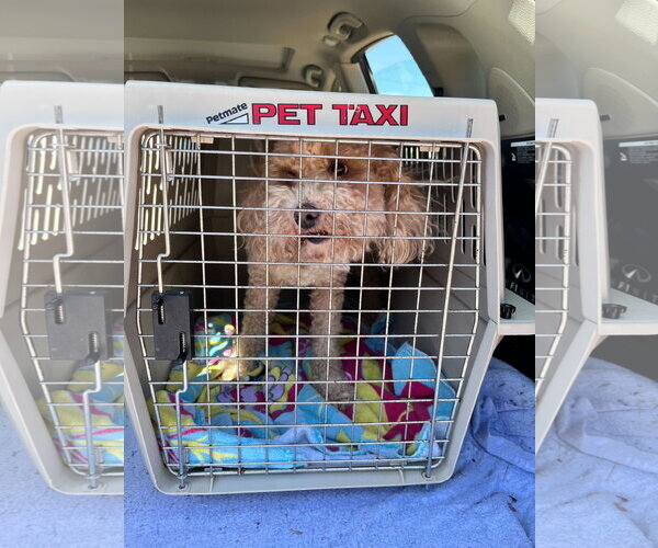 Medium Photo #7 Poodle (Miniature) Puppy For Sale in Pacolet, SC, USA