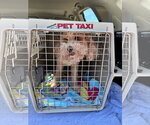 Small #6 Poodle (Miniature)