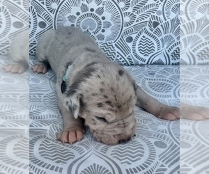 Great Dane Puppy for sale in MARSHVILLE, NC, USA