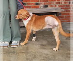 Small Australian Shepherd Mix