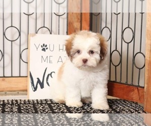 Zuchon Puppy for sale in NAPLES, FL, USA