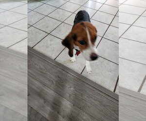Sophia Sniffs - Female Beagle Dog for Adoption - Photo #2